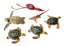 Safari Ltd. Marine Animals, Lot of 6, 4 Sea Turtles, Leopard Shark, Giant Squid