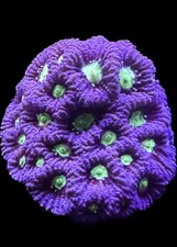 Live Coral Favites Lavender War