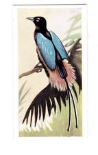 Sweetule Confectionery Tropical Birds Card 1954 #20 Blue Bird of Paradise