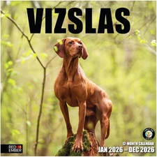 Vizslas 2026 Wall Calendar 12 Month | 12" x 24" Open | Thick & Sturdy | Gifta...