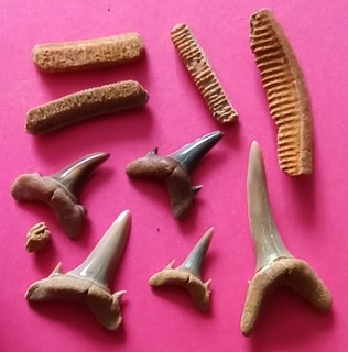 LOT DE DENTS DE DENTS DU LUTETIEN DE 60430