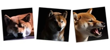 Shiba Inu Dog, Calm, Angry, Sleepy (Set of 3) High Resolution AI Art Prints