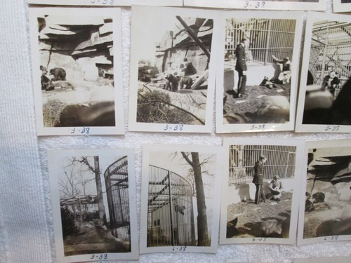 23 FOTO ISTANTANEE originali Family Estate anni '30 Chicago Brookfield Zoo - Foto 4 di 6