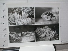 ABC TV photo 1972 UNDERSEA Jacques Cousteau clown fish sea anemone Staghorn Cora