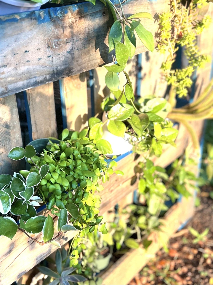 Hoya heuschkeliana Yellow – Exact Plant - Large Full 6” US Seller - Image 4 of 4