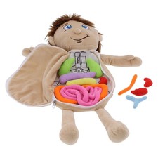Anatomy Learning Doll Human Body Organs Physiological Educational Toy Preschool