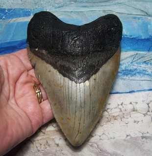MEGALODON Shark Tooth 5 1/16" sharks teeth XL fossil REAL megladon CLASSIC color