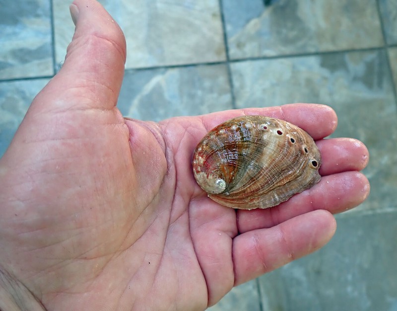 RED GREEN ABALONE MOTHER OF PEARL SEASHELL FOR DECORATIONS JEWELRY OR SMUDGING