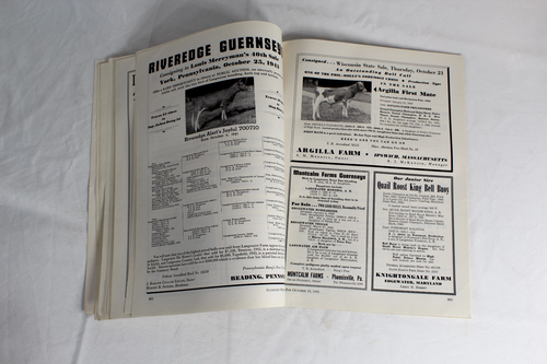 Guernsey Breeders Journal October 15, 1943 Cow Calf Bull Farms Cattle Dairy Ads - Picture 16 of 21
