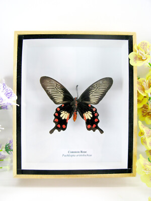 Common Rose - Real Butterfly, Prepared in a 3D Display Case - Museum Quality