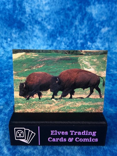 The World Famous San Diego Zoo Animals of the Wild SINGLE Non-Sport Trading card - Picture 85 of 194