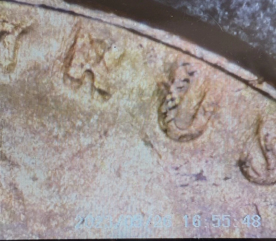 1955 LINCOLN PENNY DDO-003 BU STRIKE THROUGH GREASE POOR MAN DDO ERROR DIE CLASH - Image 4 of 4