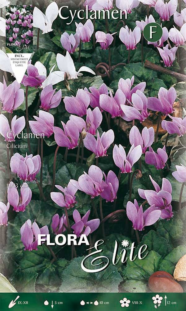 CICLAMINO CYCLAMEN CILICIUM CONFEZIONE DA 5 BULBI BULBS BULBES