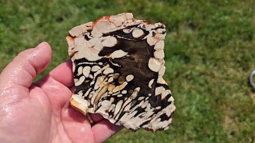 Fossil Peanut Wood Slab – Iconic Teredo Tunnel Pattern for Lapidary - Video 1 of 1