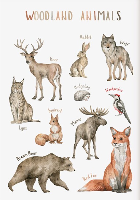 NEW (LAMINATED) WOODLAND ANIMALS (61X91CM) EDUCATIONAL CHART PICTURE