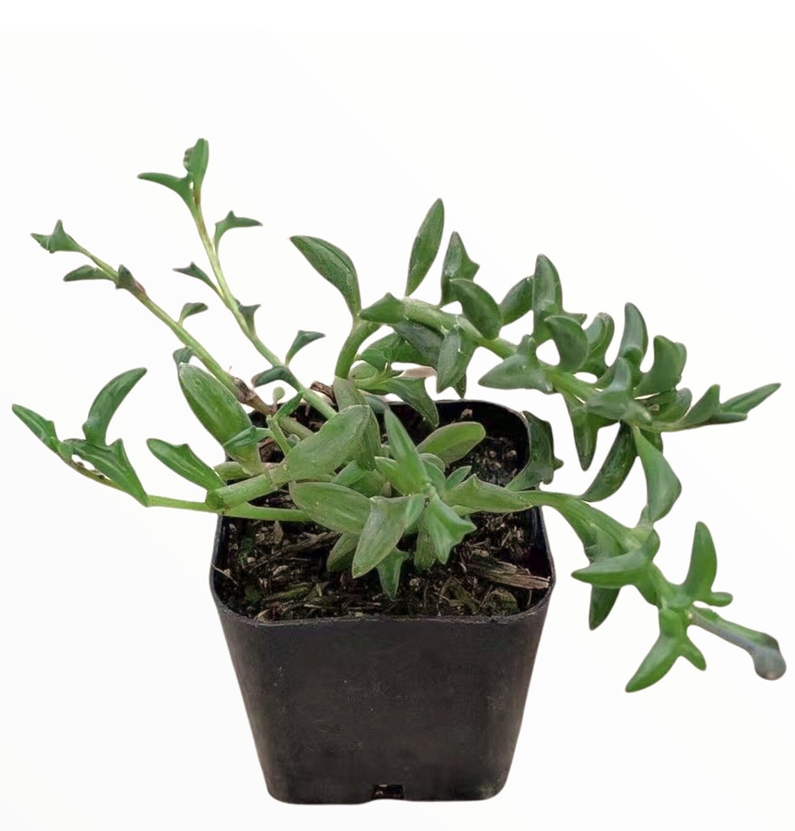 String of Dolphins Senecio peregrinus Succulent Plant | eBay