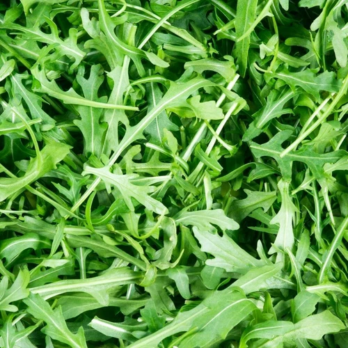  ROCKET Wild 1000 Seeds HEIRLOOM vegetable garden All season growing Arugula