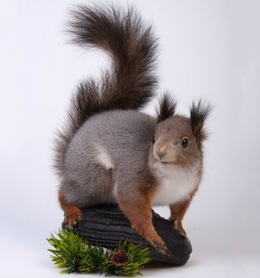 stuffed squirrels