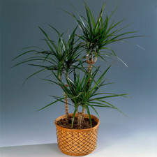 Ideal Gift Plant for Home or Office - Draceana Madagascar Dragon Tree 13cm Pot