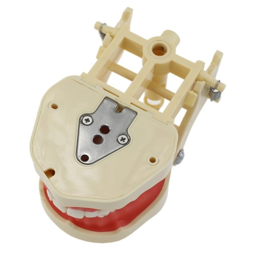 Frasaco ANA-4 Dental Typodont Restorative Model 28PCS Teeth Replacement Screw-in - Picture 4 of 37