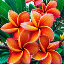 5 Plumeria Seeds Perennial Flowers Flower Frangipani US SELLER "Orange"