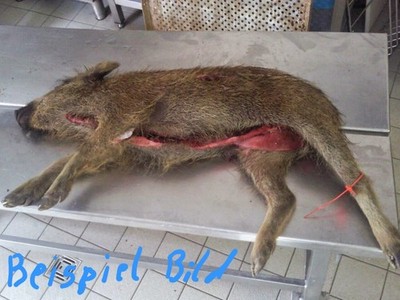 Wildschwein,Überläufer,Frischling.Küchenfertig zerlegt,Keule,Rücken.Grillfleisch