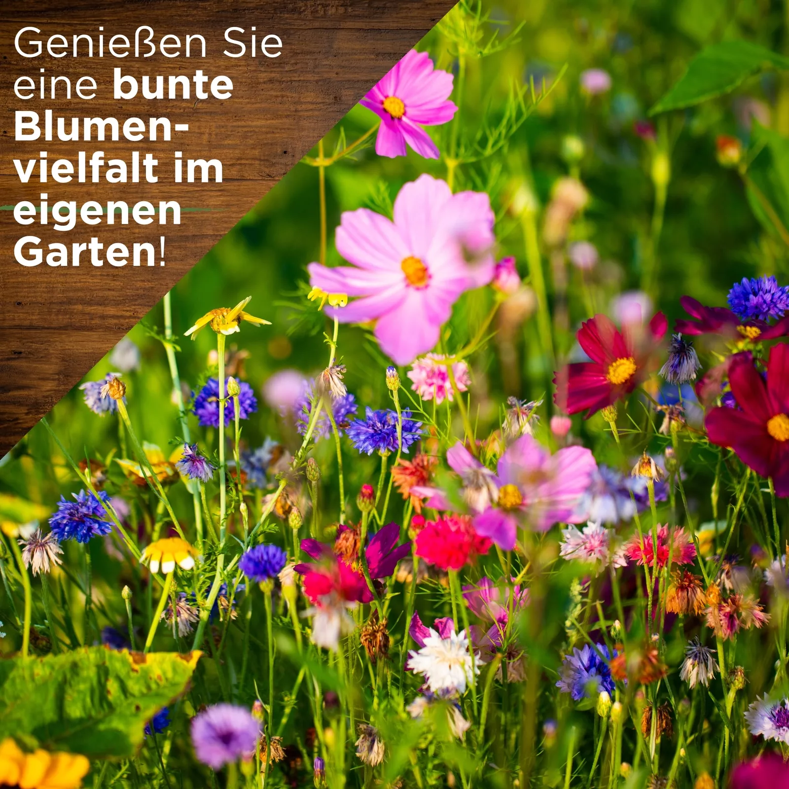 Bild 7 von 7