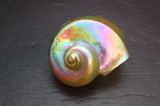 Carl Radke / Phoenix Studio Art Glass Sea Shell Lamp Shade Iridescent Gold 5"
