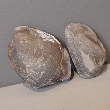 Bivalve Fossils Jurassic Molluscs x2