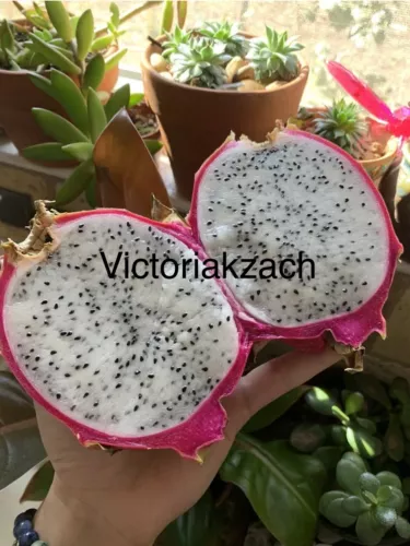 White Dragon Fruit Seeds Pitaya Cactus Edible Hylocereus Undatus Garden Grow