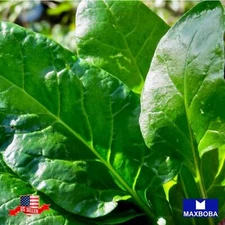 Chard Spinach Fresh Seeds - Perpetual Non-GMO Heirloom Vegetable