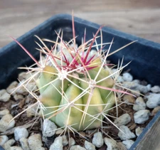 Ferocactus pottsii x cylindraceus Each One Unique Some Variegated Some Red Spine