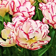 Easy to Grow Tulip Belicia 10 Plant Bulbs, Spring Flowers Double Group Zones 3-8