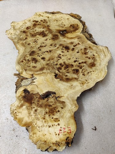 Baumscheibe   52 x 36 - 18 x 5,5 cm Pappel Maser Epoxidharz  Poplar burl E 27 - Bild 2 von 11