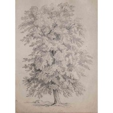 Linde Baum Botanik Baumstudie Studie unsign Bleistift Zeichnung 1 Hälfte 19 Jhd