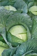 1000+ Cabbage Seeds -- All Seasons ----------------- Heirloom