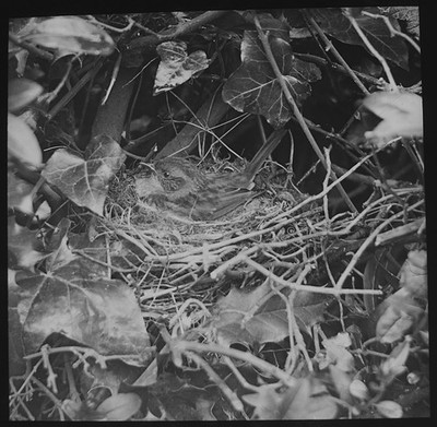 Foto EIN ZAUNKÖNIG AUF SEINEM NEST UM 1910 Magische Laternenfolie FRÜHVOGELSTUDIE