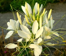 SPIDER FLOWER WHITE QUEEN Cleome Hassleriana - 100 Bulk Seeds