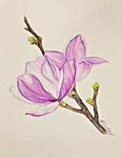 Magnolia Flower Watercolor Original Painting Botanical Art