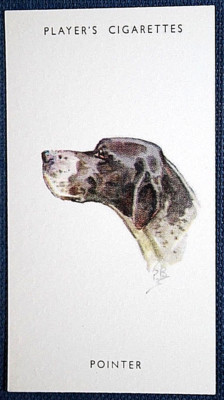 POINTER   Vintage 1955 Dog Illustrated Portrait Card  GE11MS