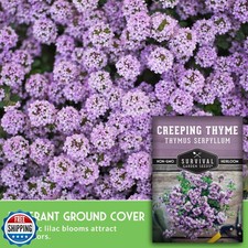 Creeping Thyme Seeds - Perennial Ground Cover Herb for Planting, Low Growing ...