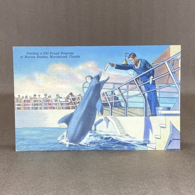 Vintage Postcard Marine Studios Marineland Florida Feeding Porpoise Dolphin CT