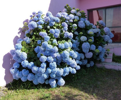 #ad #ad 2 Blue Hydrangia Shrubs Large Continuous Blooms 2ft Tall Now Ready To Plant $38.00