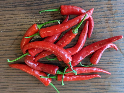 SEED- Yatsufusa or Yatzy Hot Pepper- Chilies Japones- For Shichimi Togarashi - Bild 5 von 8