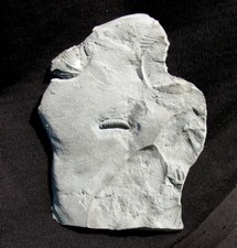 EXTINCTIONS- EXTREMELY RARE DETAILED SILURIAN ARMORED WORM MACARIDIAN- NEW YORK!