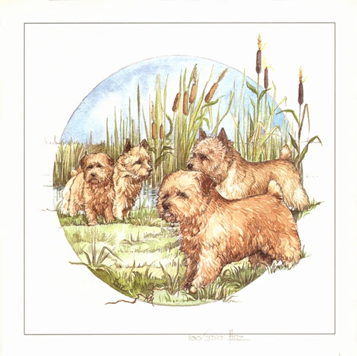 Caroline's Treasures – Decorazione Natalizia In Porcellana Con Norwich Terrier, Rotonda 7 Cm, Personalizzabile Sul Retro, Ciondolo Con Corda Oro - 2