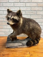 Raccoon Full Adult Taxidermy Mount Standing on Log Vintage Cabin Decor