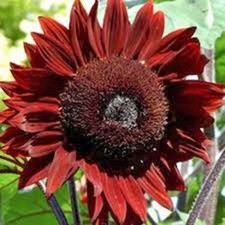 Sunflower, Red Sun, 20 Seeds, Beautiful Bright Red Blooms