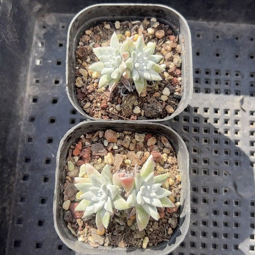 4CM Succulent Plant Dudleya Gnoma (2 Heads) Crassulaceae Home Garden Beautiful - Picture 11 of 12