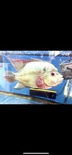 Trimac Cichlid 10” Male